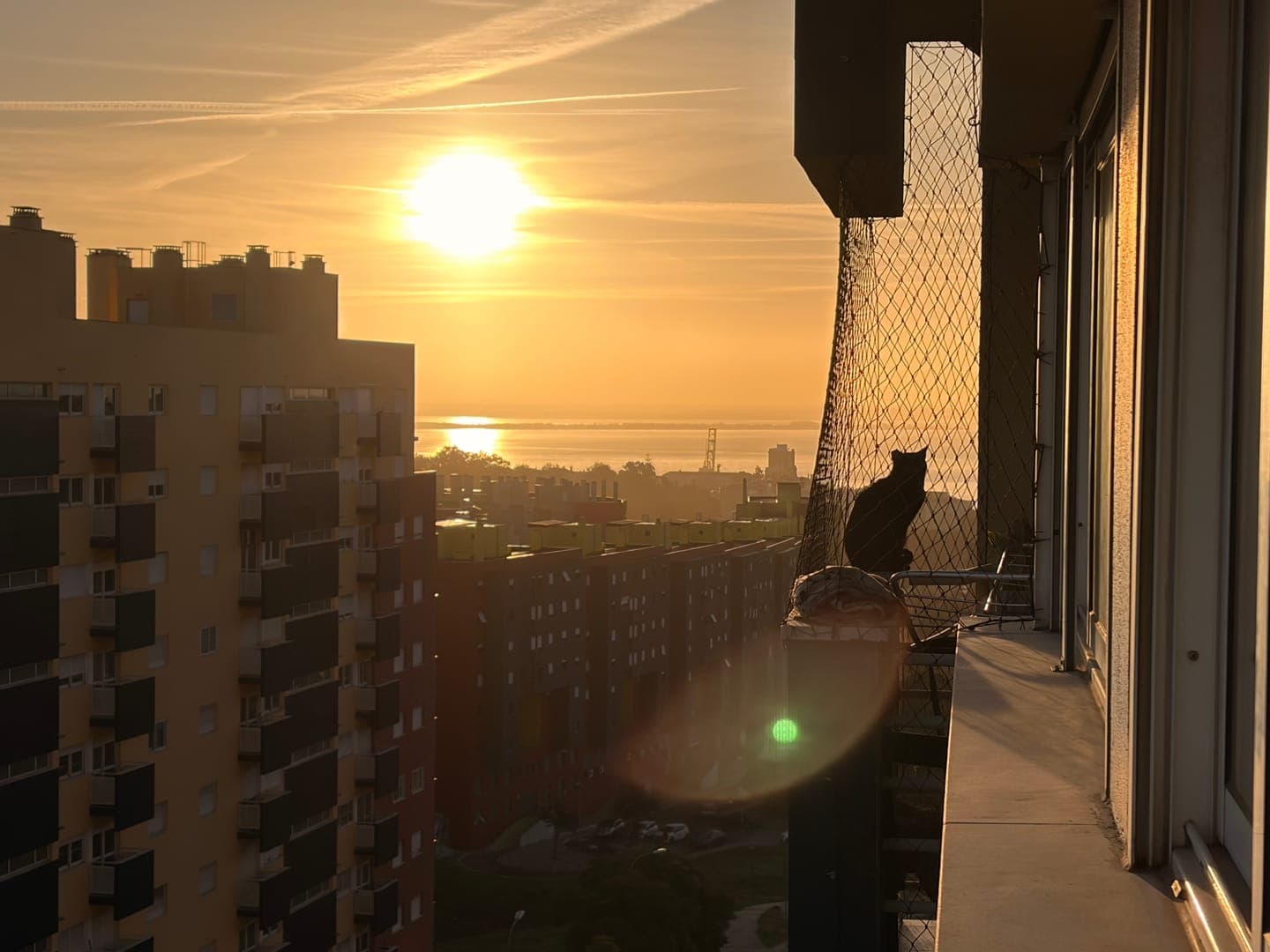 A black cat sits silhouetted on a balcony, gazing out at a breathtaking sunrise over a city and body of water. The golden light of the sun bathes the sky and reflects off the water, creating a serene and warm atmosphere. Tall buildings stand in the foreground and background, adding to the urban landscape.