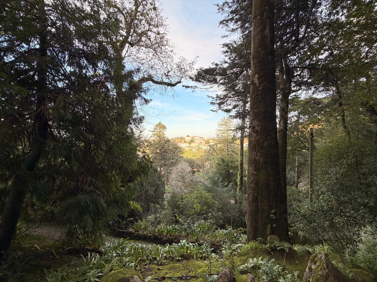 Escape into nature with this serene view from a lush forest, where towering trees frame a distant glimpse of a charming town under a soft blue sky. The vibrant greenery and dappled light create a peaceful, almost magical atmosphere, inviting you to wander deeper into this tranquil woodland. It's a perfect blend of natural beauty and a hint of civilization, offering a refreshing perspective.