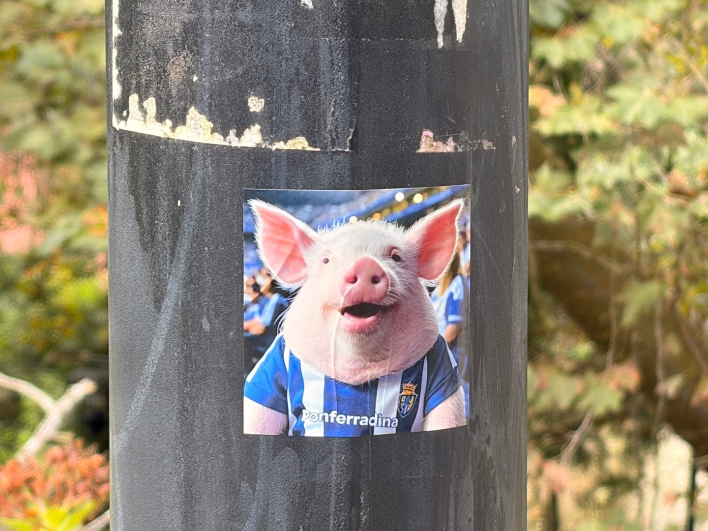 This charming sticker of a pig in a blue and white striped jersey, possibly from the team 'Ponferradina,' adds a touch of unexpected humor to an urban pole. The pig's joyful expression and the vibrant colors of its shirt create a lighthearted and amusing visual. It's a delightful piece of street art that brings a smile to passersby.