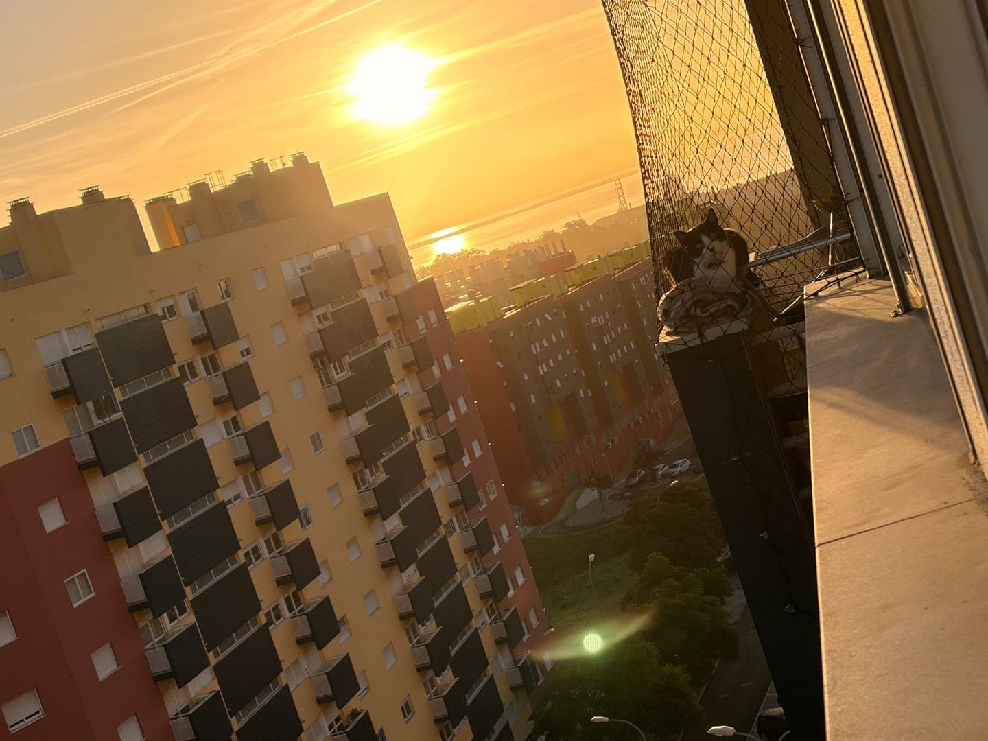 Golden hour views from the balcony, with the sun setting over the city and casting a warm glow on the buildings. A curious cat peeks out from behind a safety net, enjoying the vibrant sunset. The urban landscape is bathed in a beautiful orange light, creating a serene and picturesque scene.